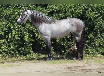 PRE Mix, Stallone, 6 Anni, 157 cm, Grigio pezzato