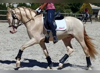 PRE Mix, Stallone, 6 Anni, 157 cm, Perlino