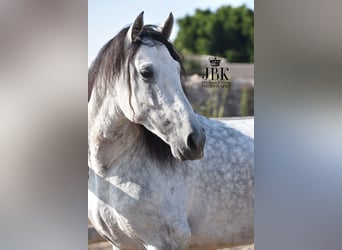 PRE, Stallone, 6 Anni, 158 cm, Grigio