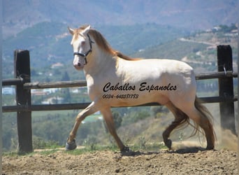 PRE, Stallone, 6 Anni, 159 cm, Cremello