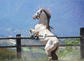 PRE, Stallone, 6 Anni, 159 cm, Cremello