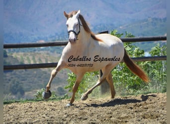 PRE, Stallone, 6 Anni, 159 cm, Cremello