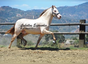 PRE, Stallone, 6 Anni, 159 cm, Cremello