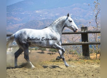 PRE Mix, Stallone, 6 Anni, 159 cm, Grigio