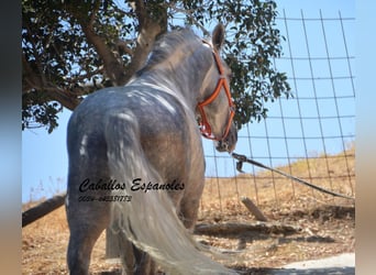 PRE Mix, Stallone, 6 Anni, 159 cm, Grigio