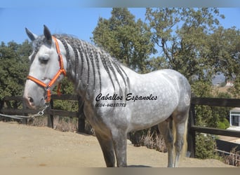 PRE Mix, Stallone, 6 Anni, 159 cm, Grigio