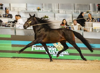 PRE Mix, Stallone, 6 Anni, 160 cm, Baio scuro