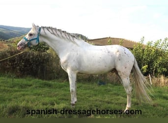 PRE Mix, Stallone, 6 Anni, 160 cm, Bianco