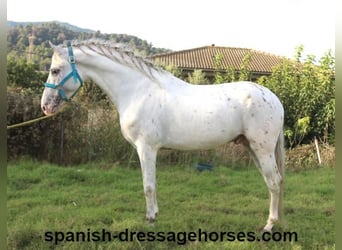 PRE Mix, Stallone, 6 Anni, 160 cm, Bianco