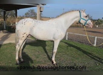 PRE Mix, Stallone, 6 Anni, 160 cm, Bianco