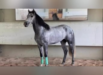 PRE Mix, Stallone, 6 Anni, 160 cm, Grigio