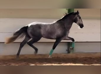 PRE Mix, Stallone, 6 Anni, 160 cm, Grigio