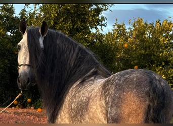 PRE Mix, Stallone, 6 Anni, 160 cm, Grigio pezzato