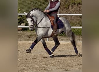 PRE Mix, Stallone, 6 Anni, 160 cm, Grigio pezzato