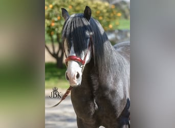 PRE Mix, Stallone, 6 Anni, 160 cm, Grigio pezzato