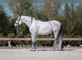 PRE, Stallone, 6 Anni, 160 cm, Grigio pezzato