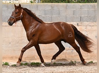 PRE Mix, Stallone, 6 Anni, 160 cm, Sauro
