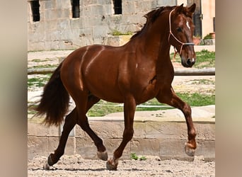 PRE Mix, Stallone, 6 Anni, 160 cm, Sauro