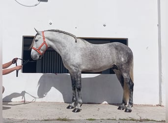 PRE Mix, Stallone, 6 Anni, 161 cm, Grigio