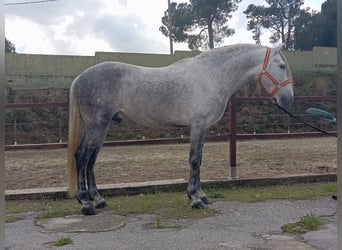 PRE Mix, Stallone, 6 Anni, 161 cm, Grigio