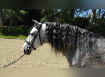 PRE, Stallone, 6 Anni, 162 cm, Grigio