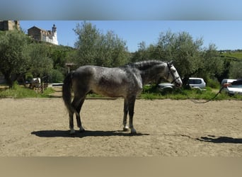 PRE, Stallone, 6 Anni, 162 cm, Grigio