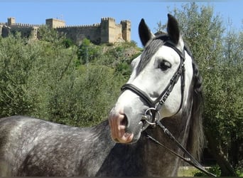 PRE, Stallone, 6 Anni, 162 cm, Grigio