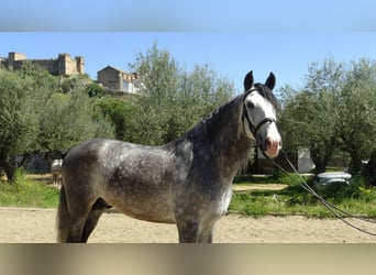 PRE, Stallone, 6 Anni, 162 cm, Grigio