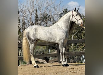 PRE Mix, Stallone, 6 Anni, 162 cm, Grigio