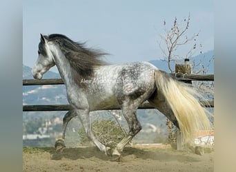 PRE Mix, Stallone, 6 Anni, 162 cm, Grigio