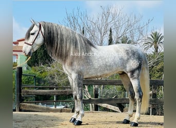 PRE Mix, Stallone, 6 Anni, 162 cm, Grigio