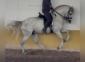 PRE Mix, Stallone, 6 Anni, 162 cm, Grigio
