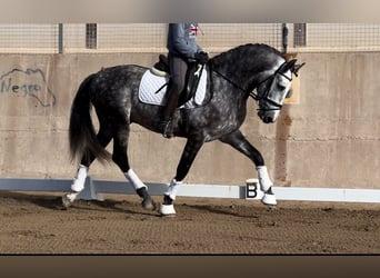 PRE, Stallone, 6 Anni, 162 cm, Grigio ferro