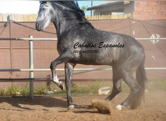 PRE, Stallone, 6 Anni, 162 cm, Grigio pezzato