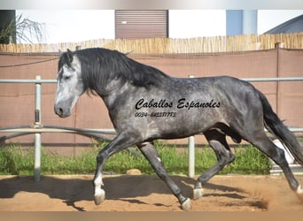 PRE, Stallone, 6 Anni, 162 cm, Grigio pezzato