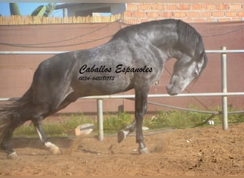 PRE, Stallone, 6 Anni, 162 cm, Grigio pezzato