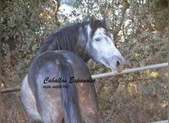 PRE, Stallone, 6 Anni, 162 cm, Grigio pezzato