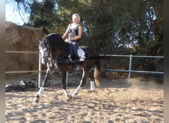 PRE, Stallone, 6 Anni, 162 cm, Grigio pezzato