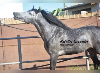 PRE, Stallone, 6 Anni, 162 cm, Grigio pezzato