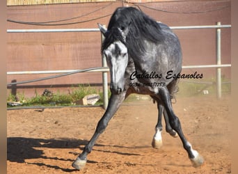 PRE, Stallone, 6 Anni, 162 cm, Grigio pezzato