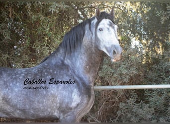 PRE, Stallone, 6 Anni, 162 cm, Grigio pezzato