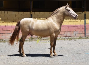 PRE, Stallone, 6 Anni, 162 cm, Pearl