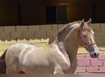 PRE, Stallone, 6 Anni, 162 cm, Pearl