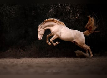 PRE Mix, Stallone, 6 Anni, 162 cm, Perlino