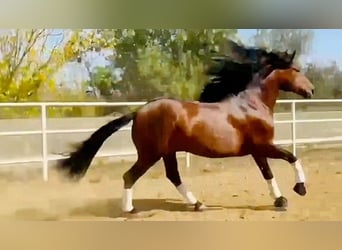 PRE Mix, Stallone, 6 Anni, 163 cm, Baio