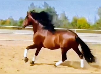 PRE Mix, Stallone, 6 Anni, 163 cm, Baio