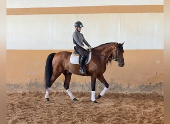 PRE Mix, Stallone, 6 Anni, 163 cm, Baio scuro