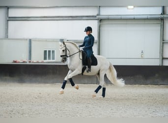 PRE Mix, Stallone, 6 Anni, 163 cm, Bianco