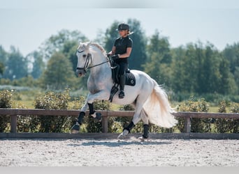 PRE Mix, Stallone, 6 Anni, 163 cm, Bianco