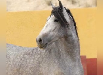 PRE Mix, Stallone, 6 Anni, 163 cm, Grigio